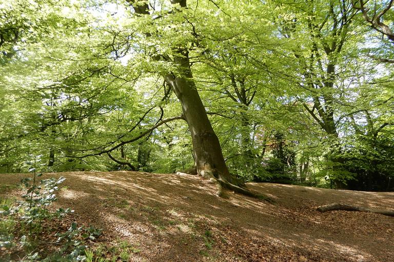 Finding Stillness Along Hampstead’s Hidden Paths image